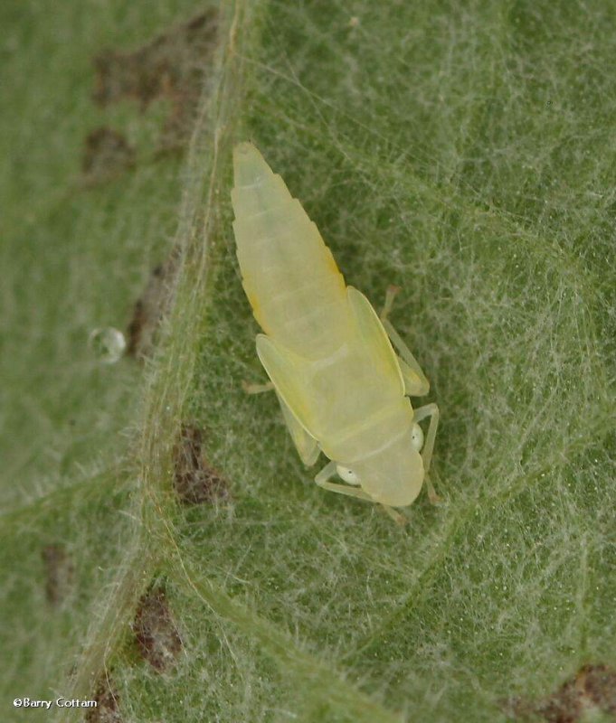 Leafhopper nymph, probably Graphocephala