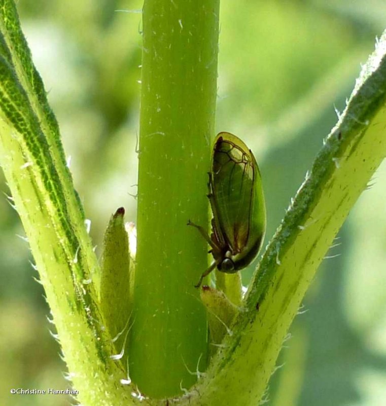 Treehopper (Acutalis tartarea)