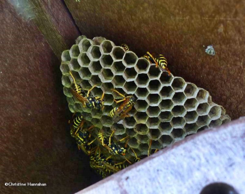 European paper wasp nest (Polistes dominula)