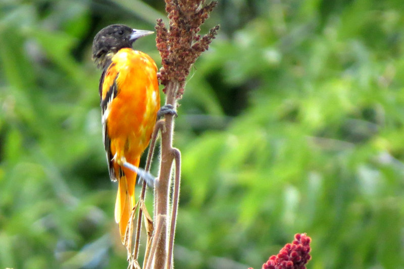 Baltimore Oriole 