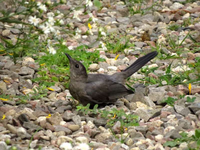 Gray Catbird (female)