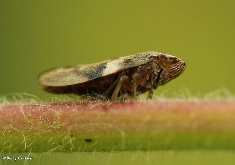 Possiblly Meadow spittlebug  (Philaenus spumarius)