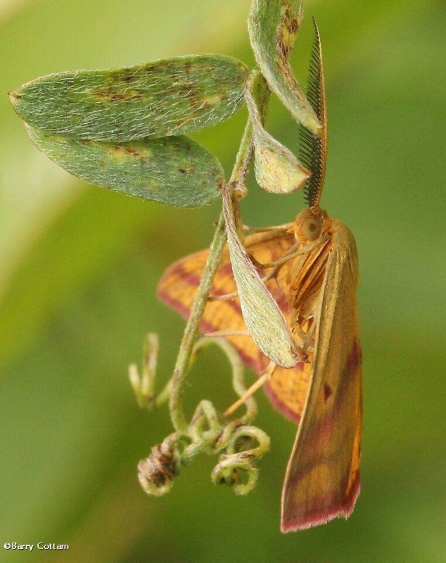 Chickweed geometer moth, male  (Haematopis grataria),  #7146