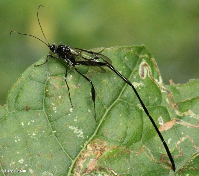 Pelecinid wasp, female (Pelecinus polyturator)