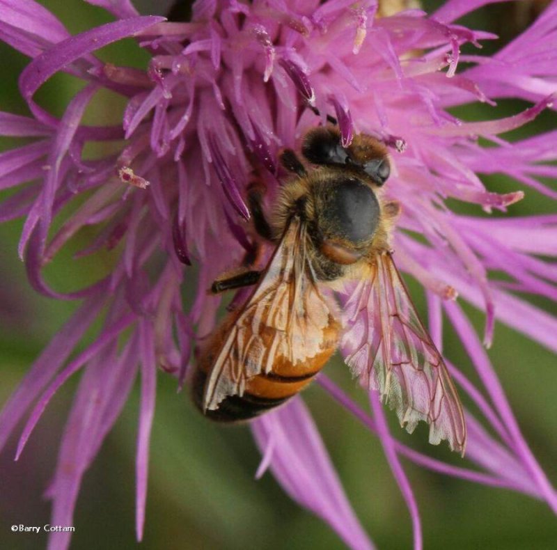 Honey bee (Apis mellifera) on knapweed