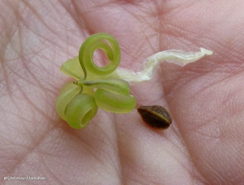 Jewelweed seedpod  (Impatiens capensis)