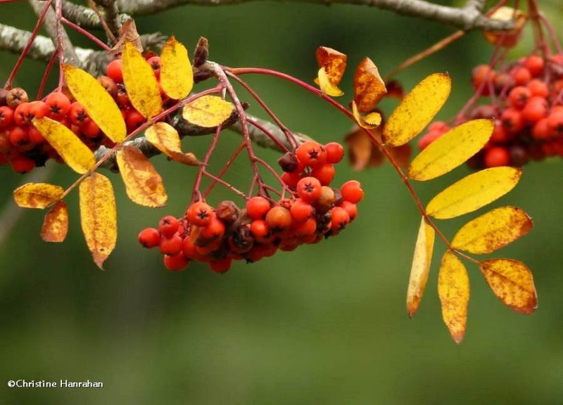 Mountain ash (Sorbus)