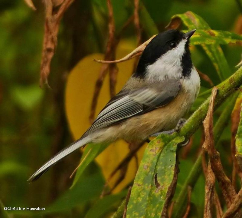 Black-capped chickadee