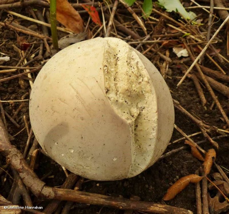 Puffball (Calvatia gigantea)