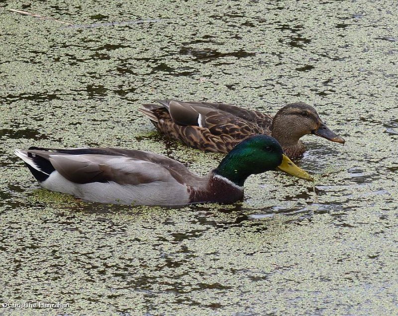 Mallard pair 