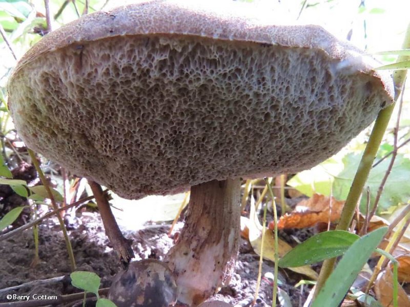 Bolete mushroom