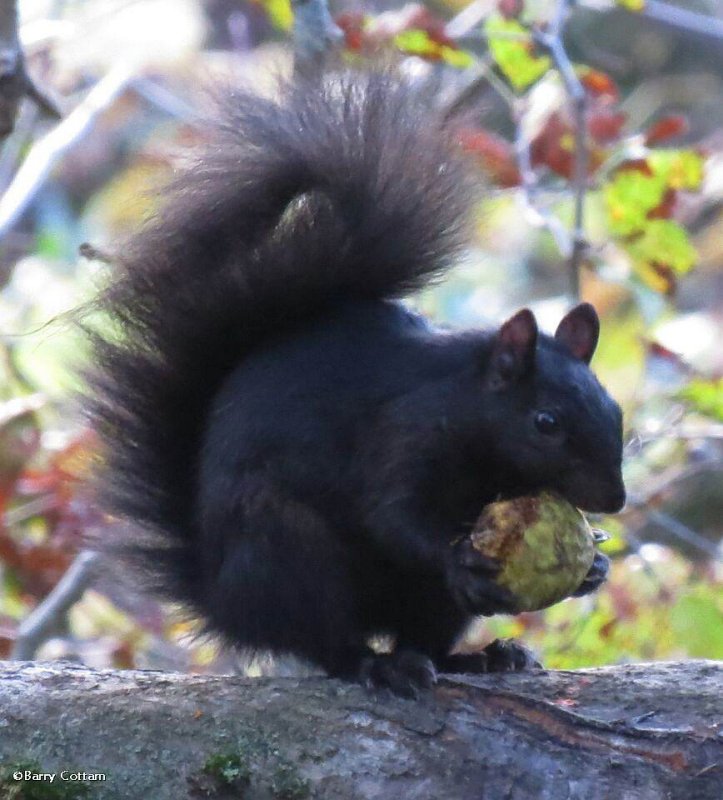 Grey squirrel with walnut