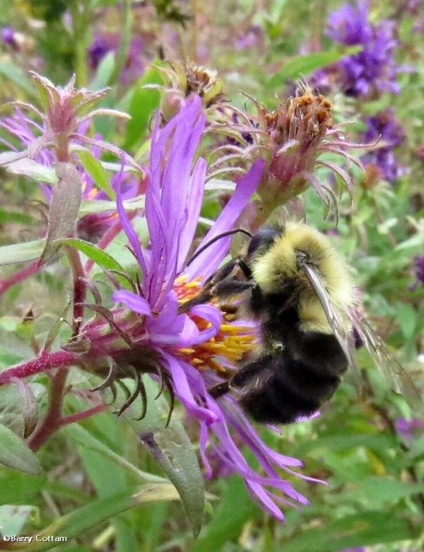 Bumble bee (Bombus) on new england aster