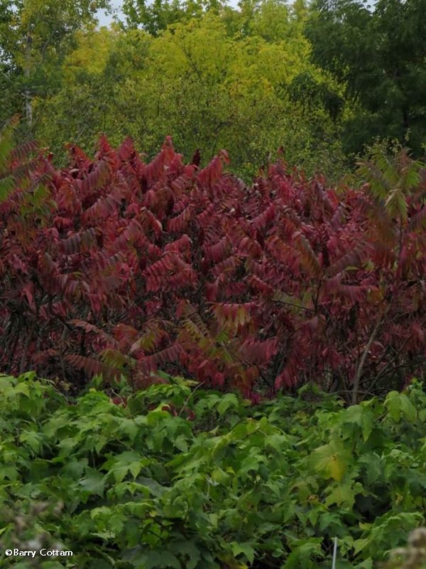 Autumn glory
