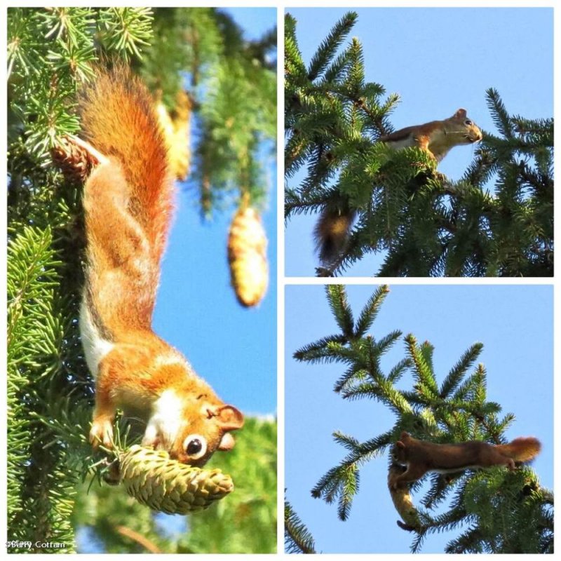 Red squirrel