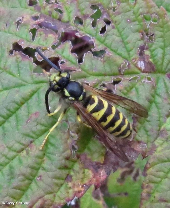 Yellowjacket (Vespula sp.)