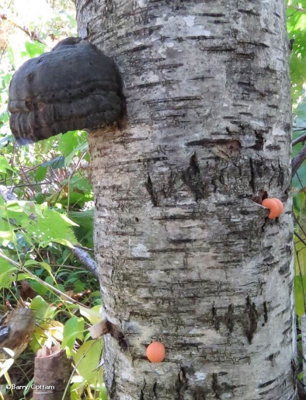 Tinder polypore (Fomes fomentarius)
