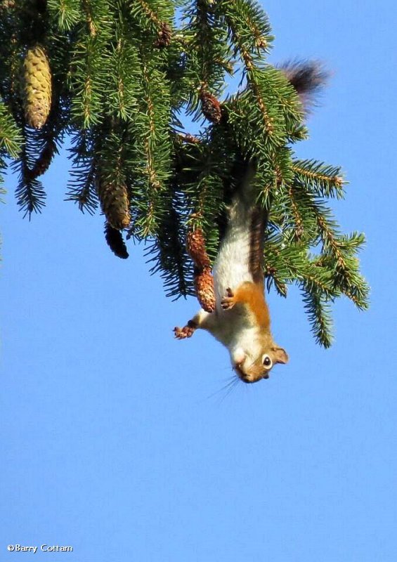 Just hanging around:  red squirrel