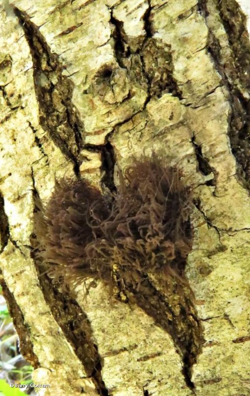 Slime mould on birch (Stemonitis)