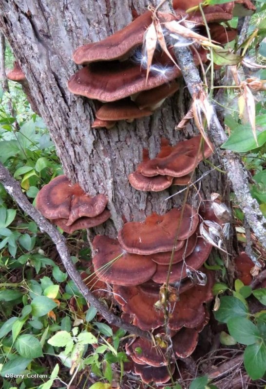 Polypores (Ischnoderma resinosum)