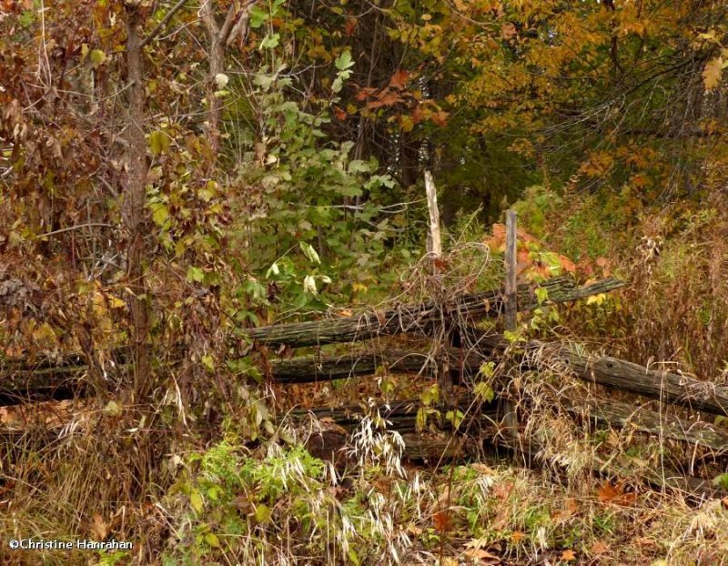 Old woods