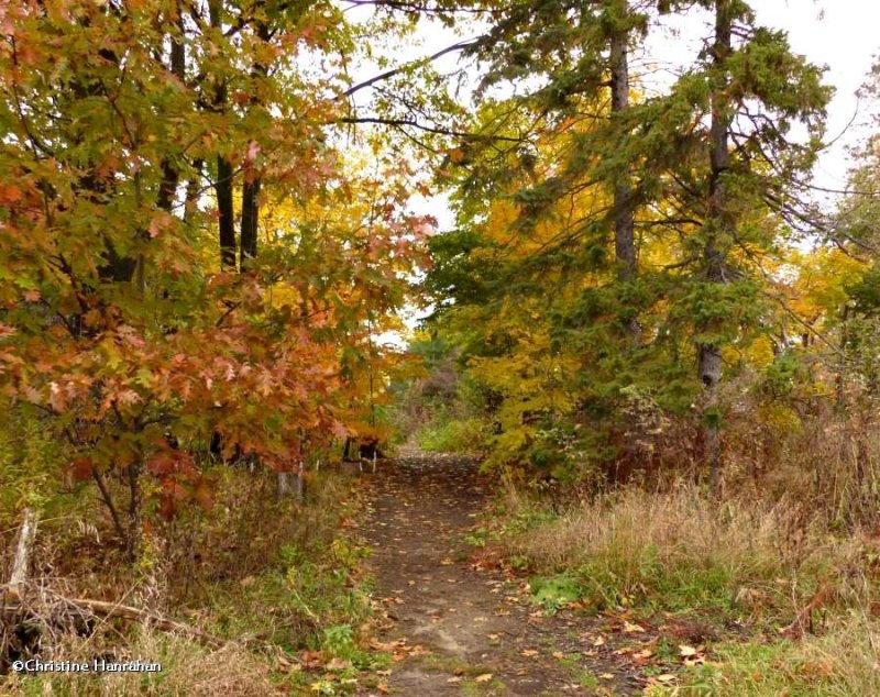 Old woods