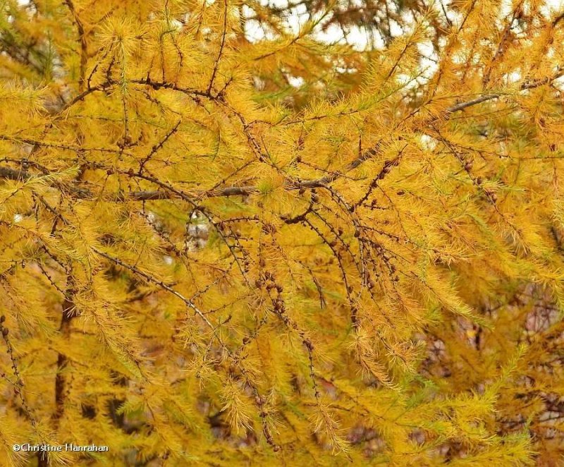 Tamarack