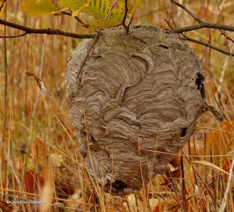 Paper wasp nest