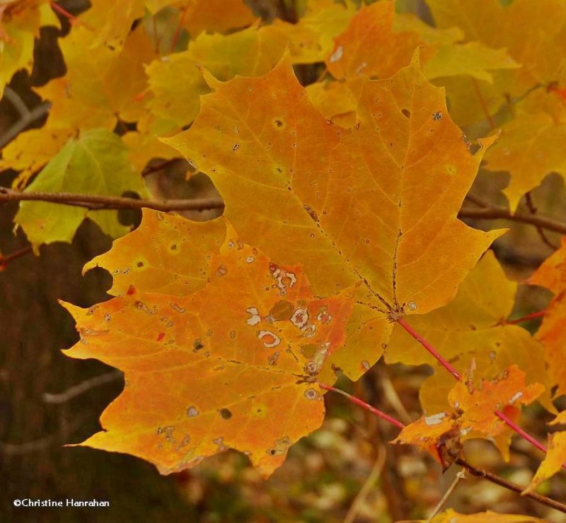 Sugar maple (Acer saccharum)