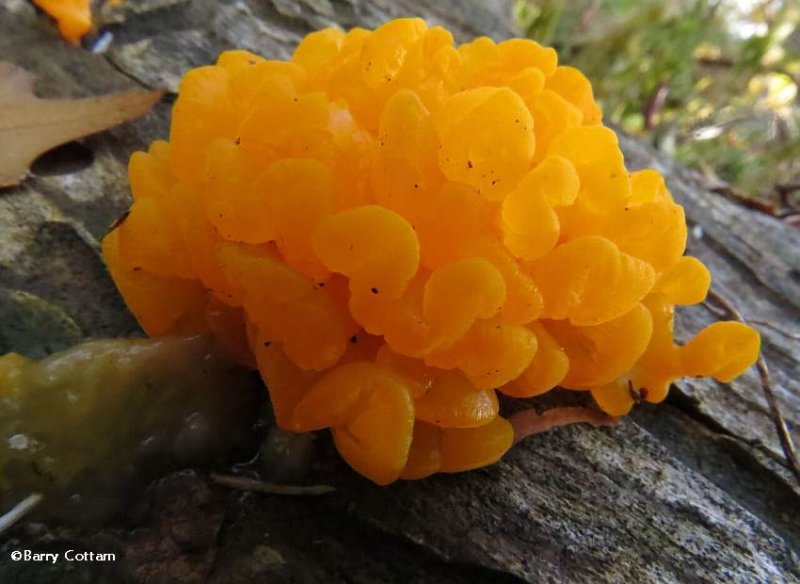 Orange jelly fungus  (Dacrymyces)