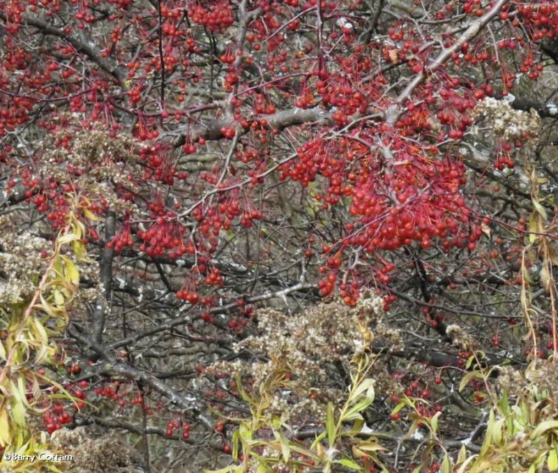 Crabapples (Malus)