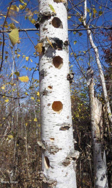 Cavities in birch snag