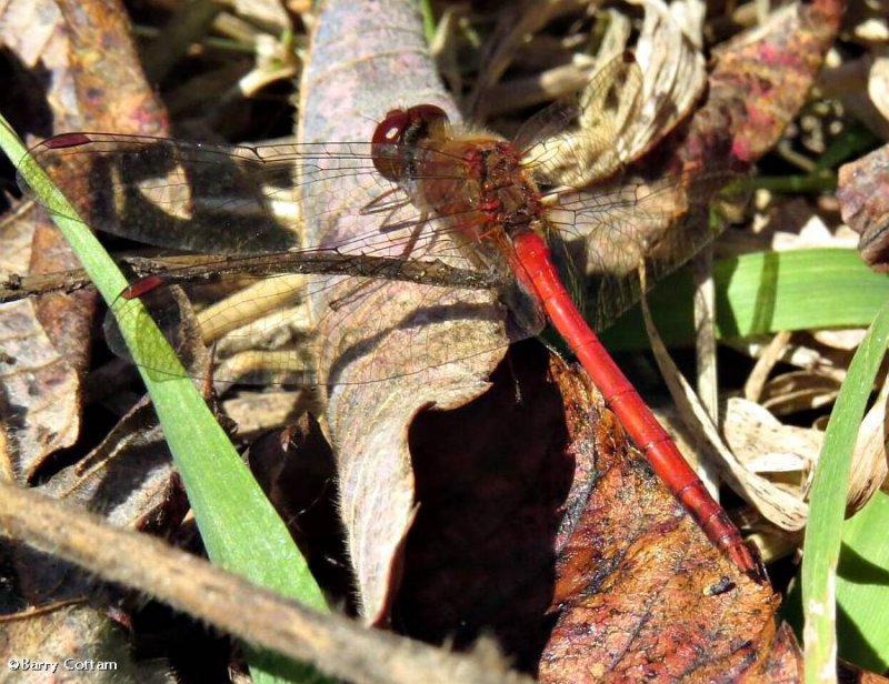 Autumn meadowhawk  (Sympetrum vicinum)