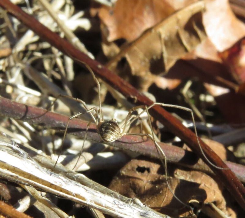 Harvestman spider