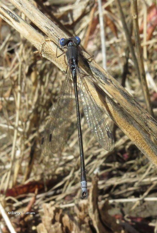 Northern spreadwing   (Lestes disjunctus)