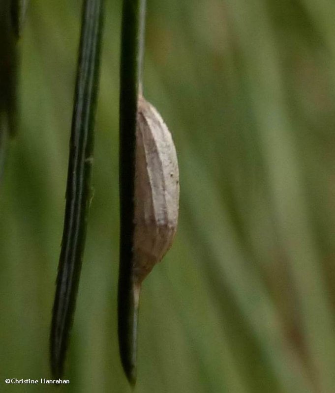 Insect cocoon