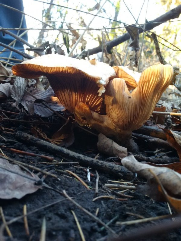 Gilled mushroom