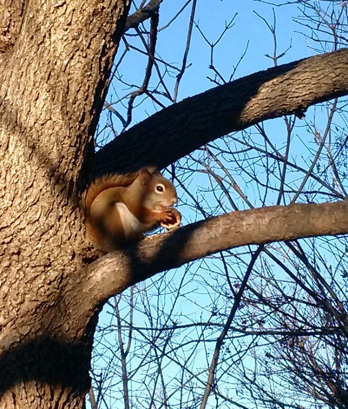 Red squirrel number 2