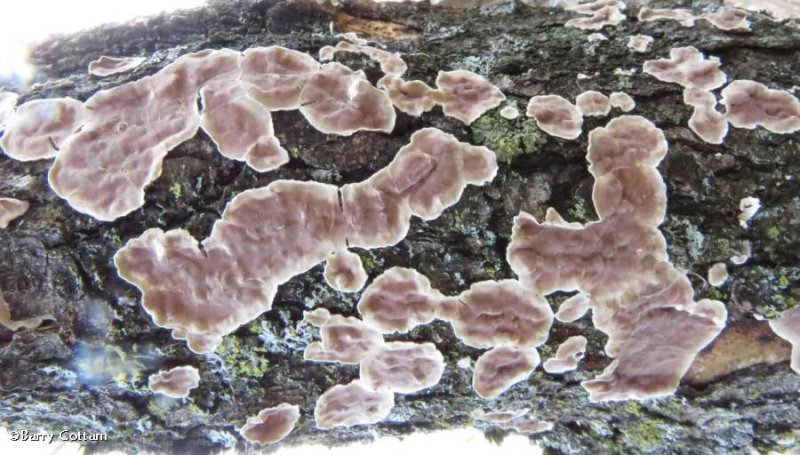 Crust fungus