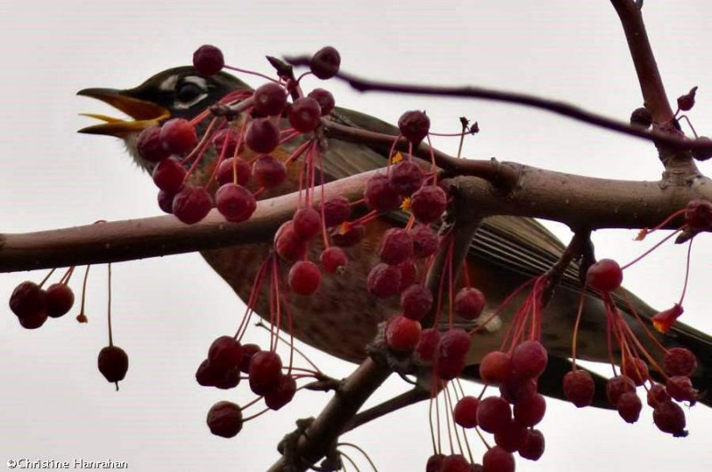 American robin in crabapple tree