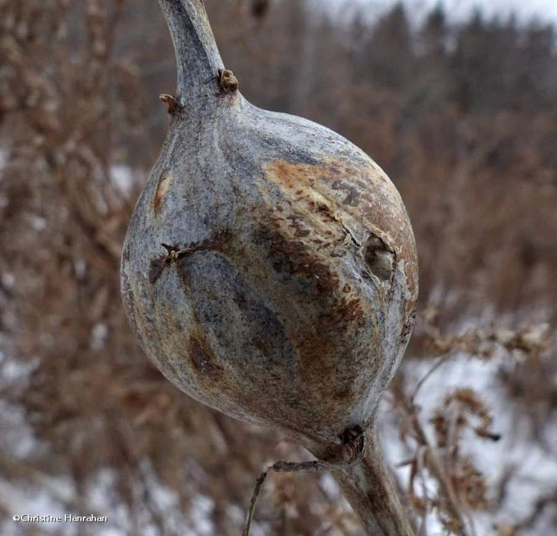 Goldenrod gall (Solidago)