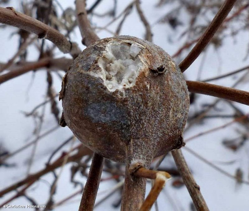 Goldenrod gall (Solidago)