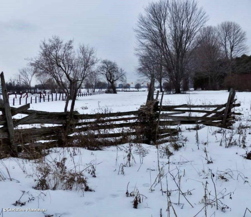 Split-rail fence