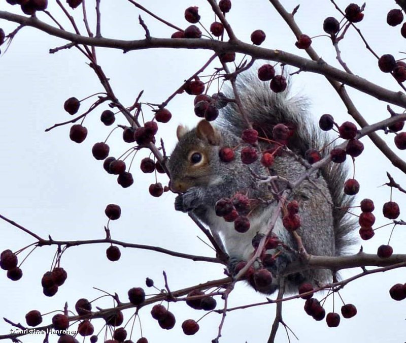 Grey squirrel