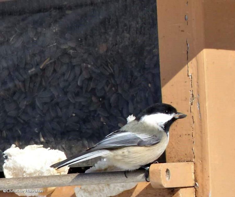 Black-capped chickadee