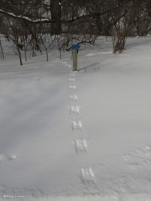 Grey squirrel tracks