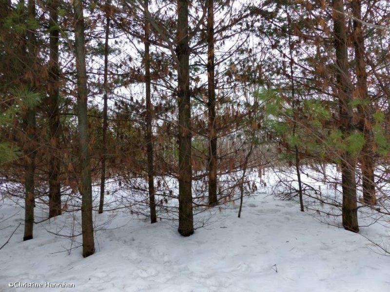 White pines  (Pinus strobus) 