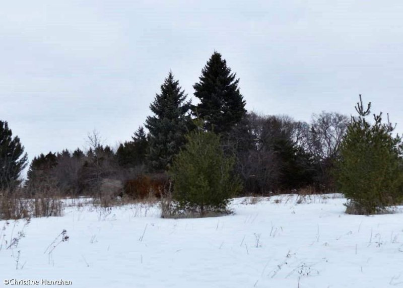Old field habitat