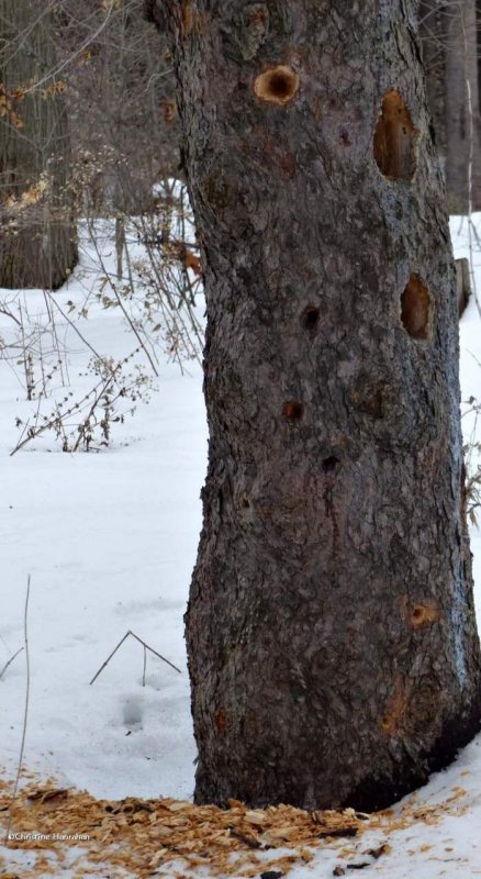 Pileated woodpecker work