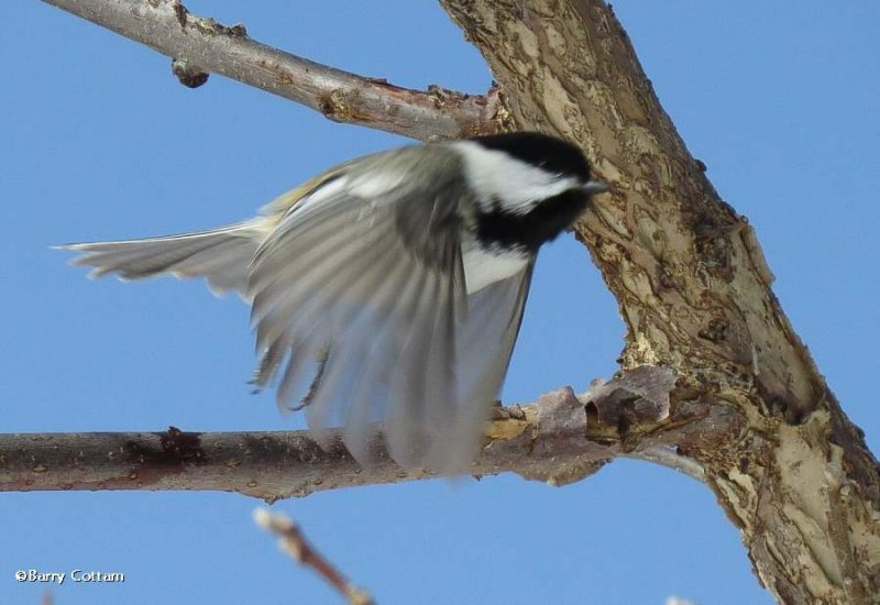 Black-capped chickadee